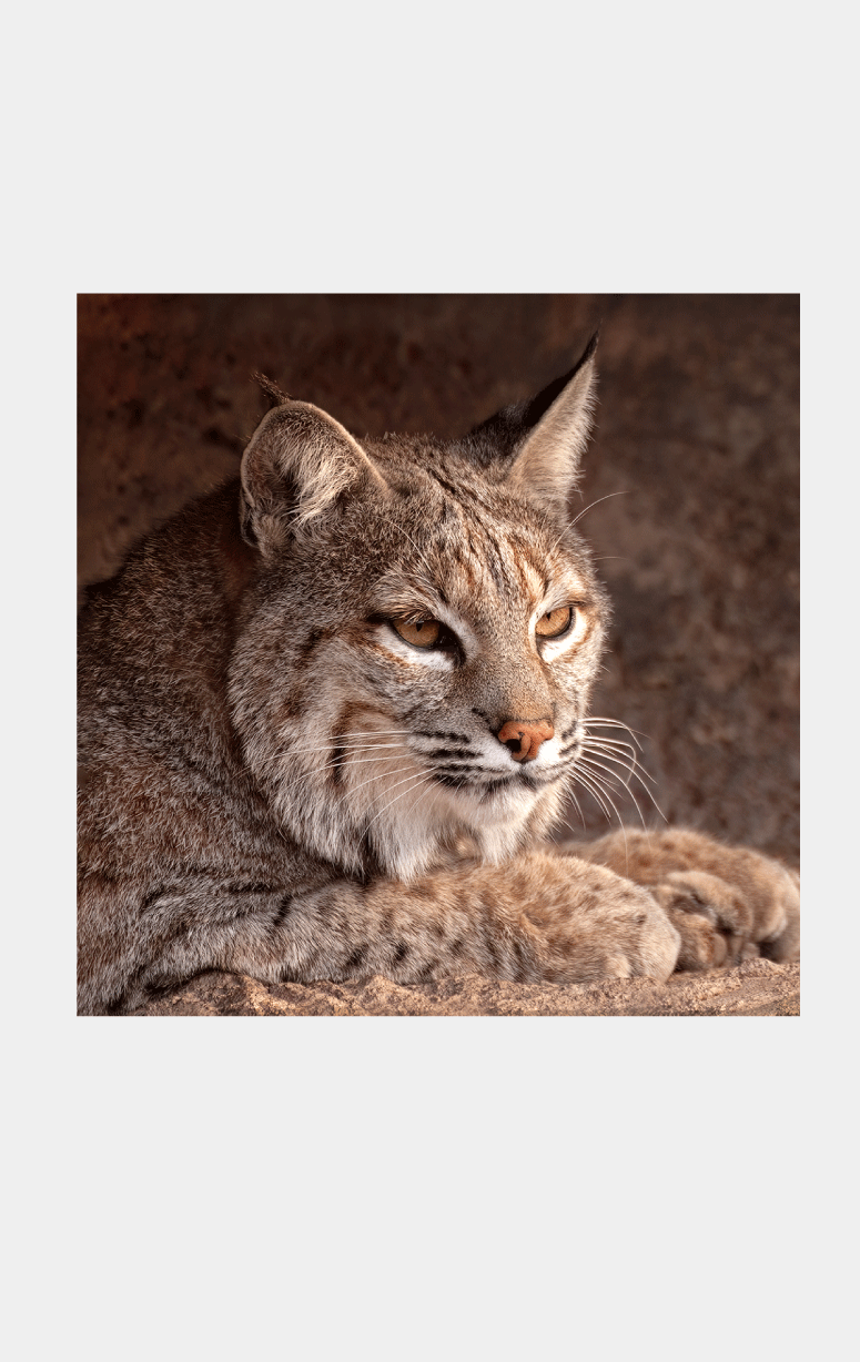 Lolili- Modal & Cashmere Scarf- Bobcat