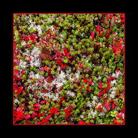 Modal & Cashmere Scarf- Tundra, Yukon