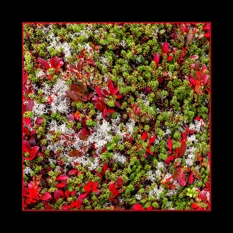 Modal & Cashmere Scarf- Tundra, Yukon