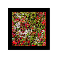 Modal & Cashmere Scarf- Tundra, Yukon