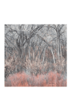Lolili- Cottonwood Grove - Barrington's