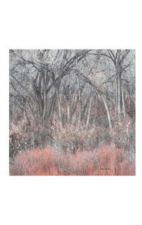 Lolili- Cottonwood Grove - Barrington's