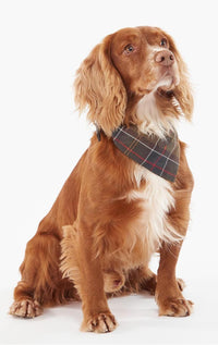 Barbour Tartan Dog Bandana - Barrington's